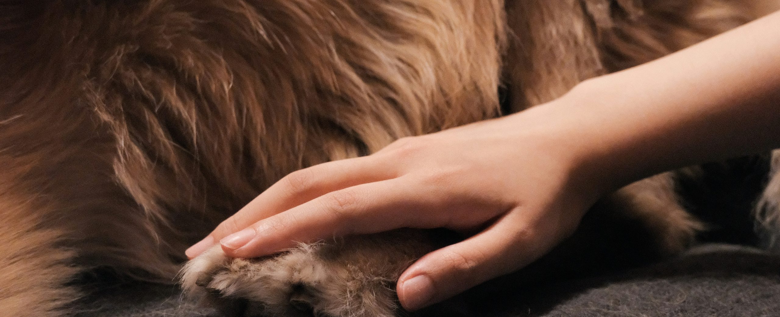 Greenwood Hill Nature Haven Canine Massage