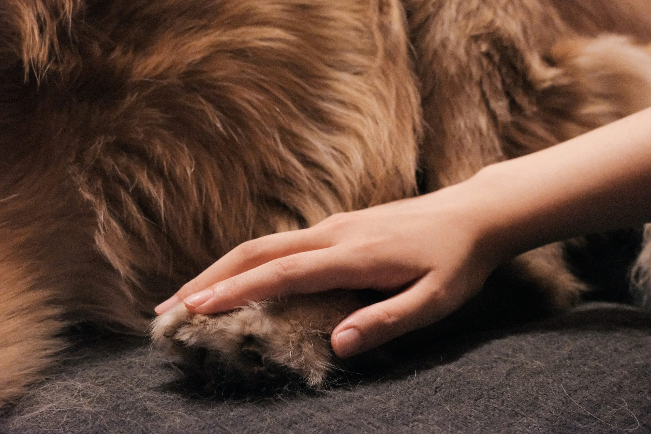Greenwood Hill Nature Haven Canine Massage