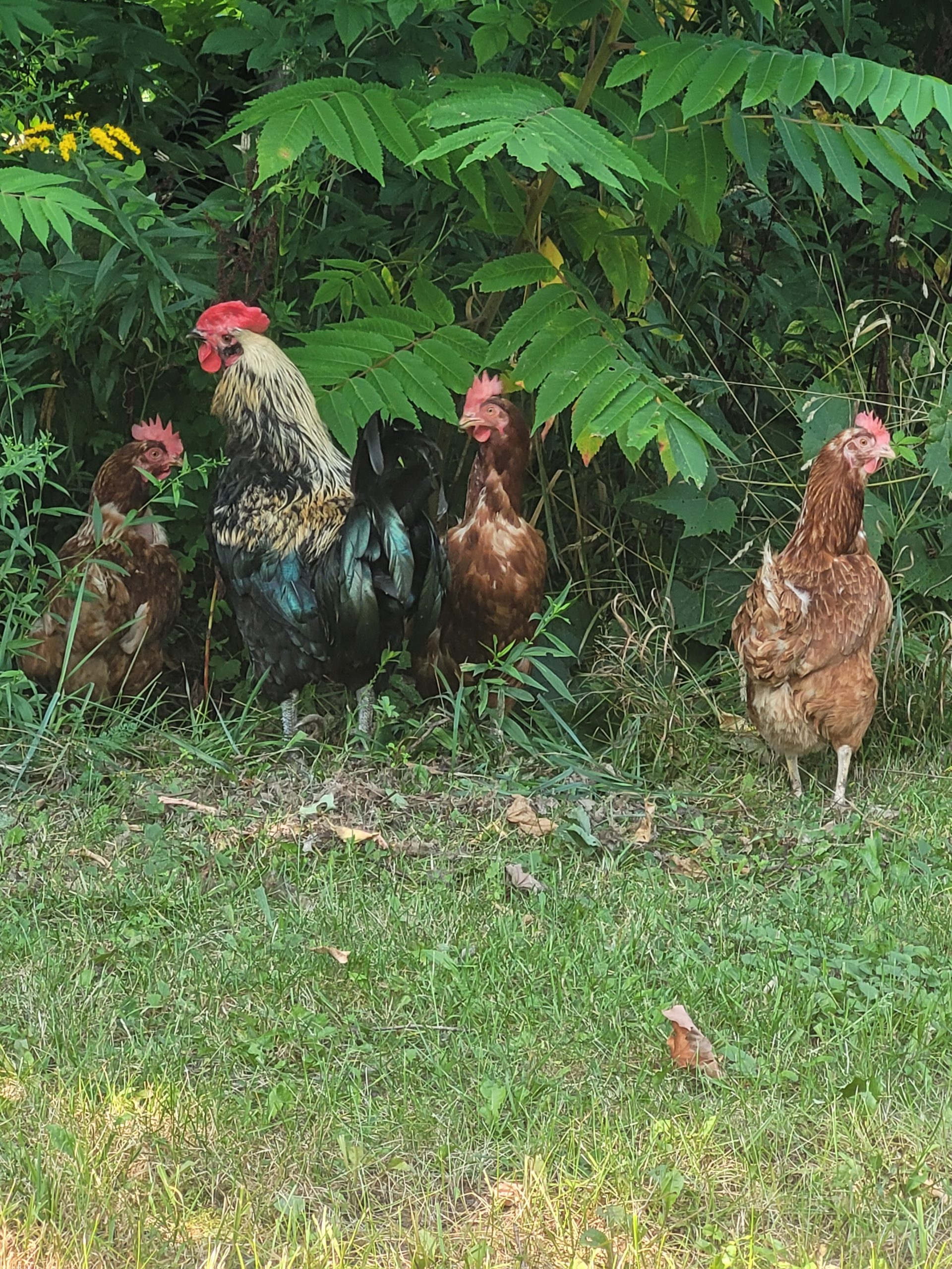 Greenwood Hill Nature Haven