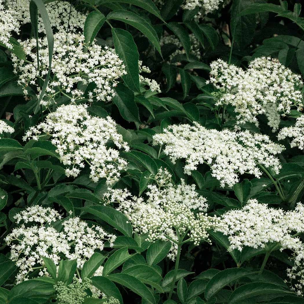 Elderflower Greenwood Hill Nature Haven